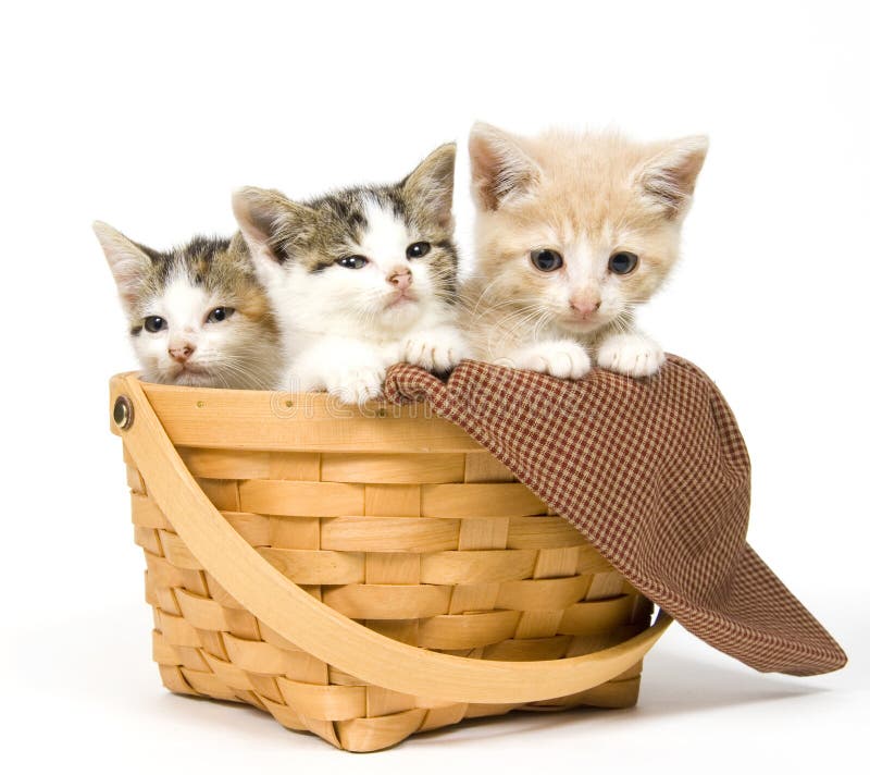 Three kittens in a basket