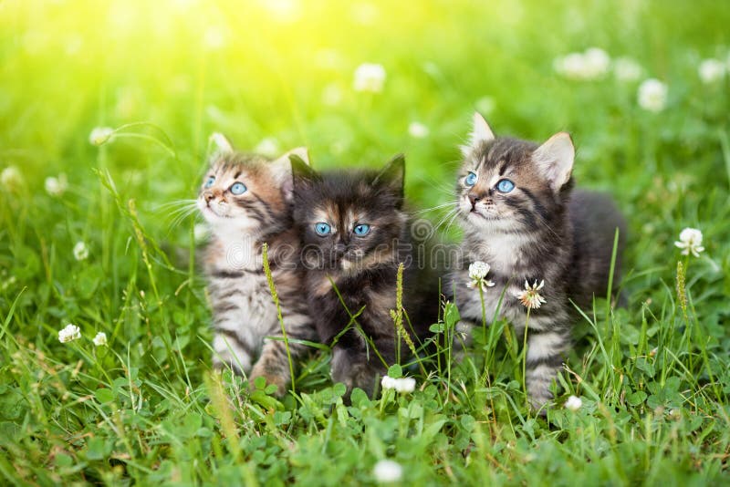 Tres lindo gatitos en prado.