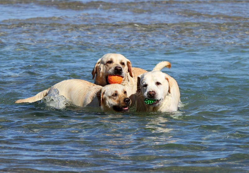 Three labradors at the sea stock photo. Image of seashore 64288000