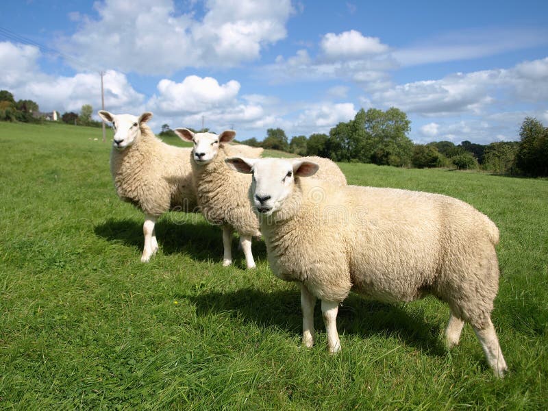 Three Lambs