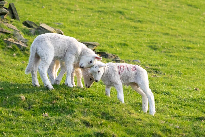 Three lambs playings