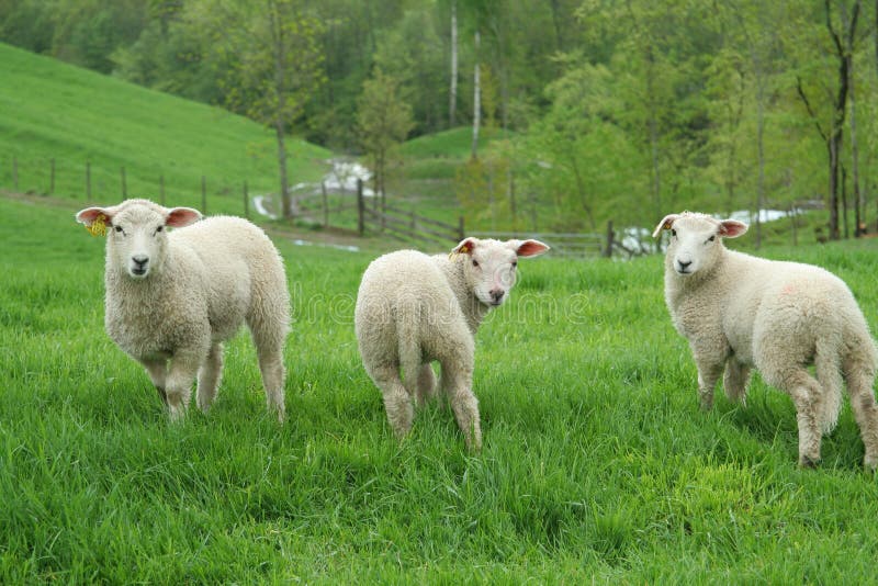 Three lambs standing