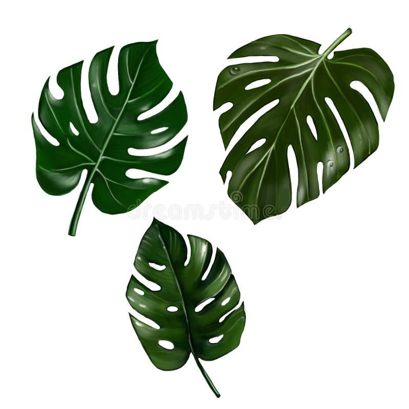 Three Leaves of Monstera, with Drops of Water Stock Photo Image of
