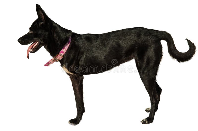 143 Three Legged Dog Photos Free & RoyaltyFree Stock Photos from Dreamstime