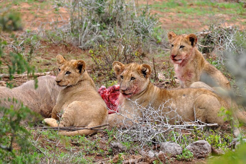 Three lion cubs eating the kudu antelope