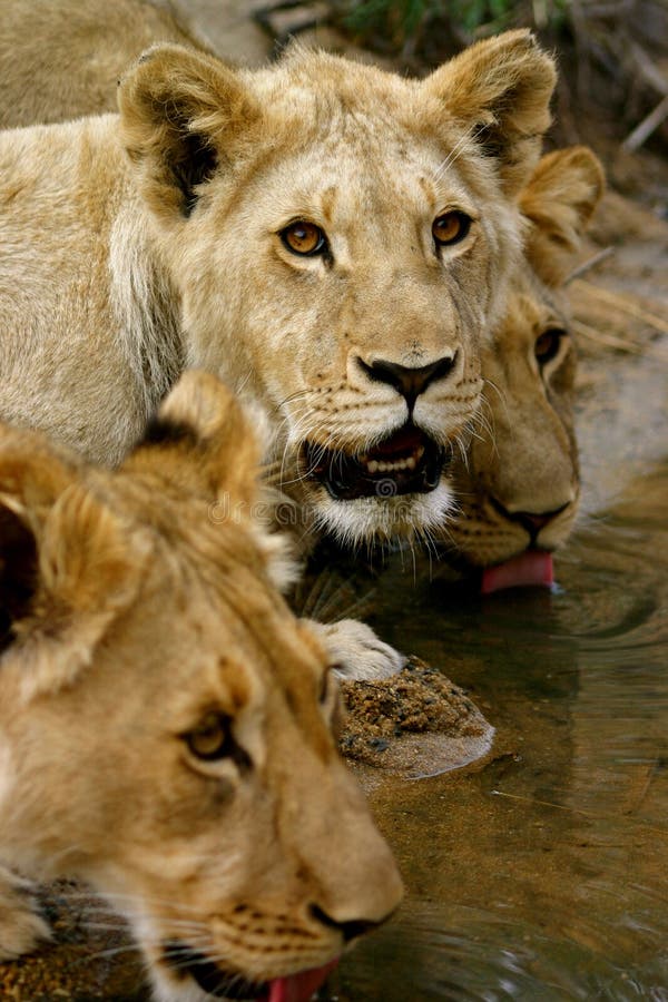 Young lions playing stock photo. Image of feline, carnivore 5190128