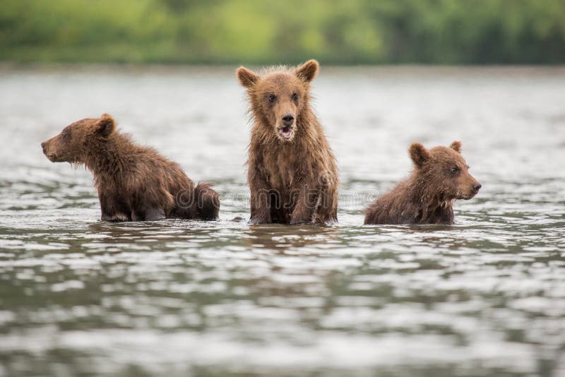 Three Little Bear Cub Swimming in the Lake Stock Image - Image of ...