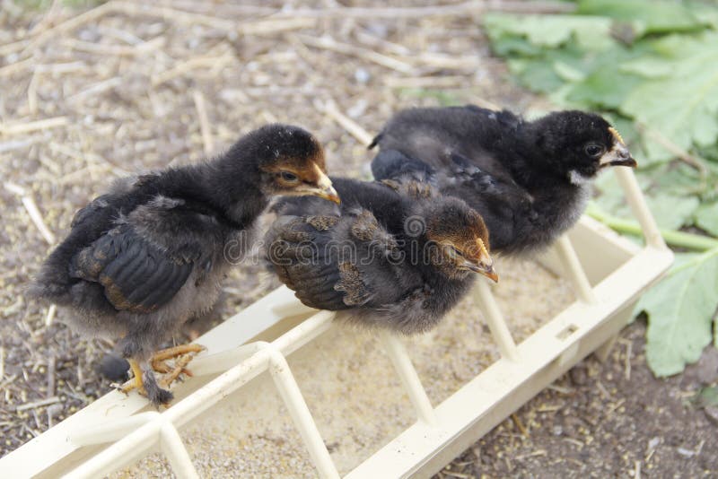 Three Little Black Chickens Stock Image Image of chicken, curious