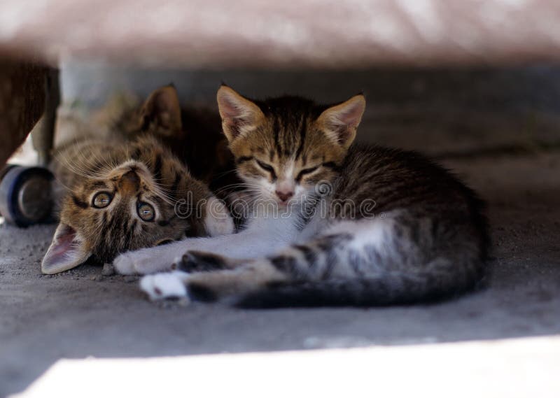Three Little Cats Sleeping Under the Chair Stock Photo Image of