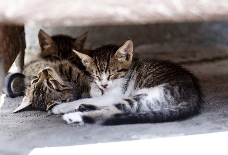 Three Little Cats Sleeping Under the Chair Stock Image Image of