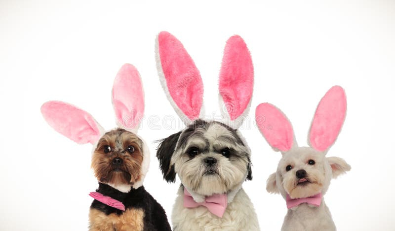 Three little funny dogs wearing easter bunny ears