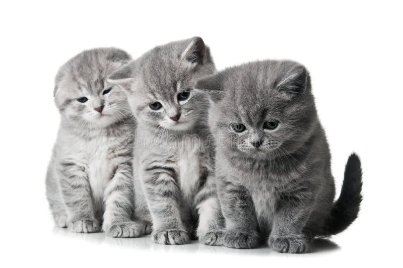 Three little kittens