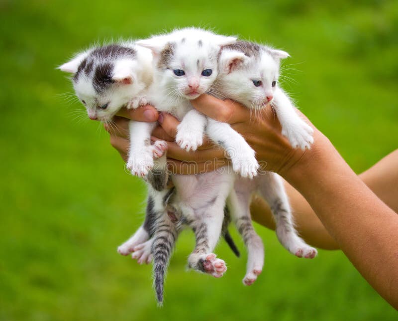 Three little kittens in hands