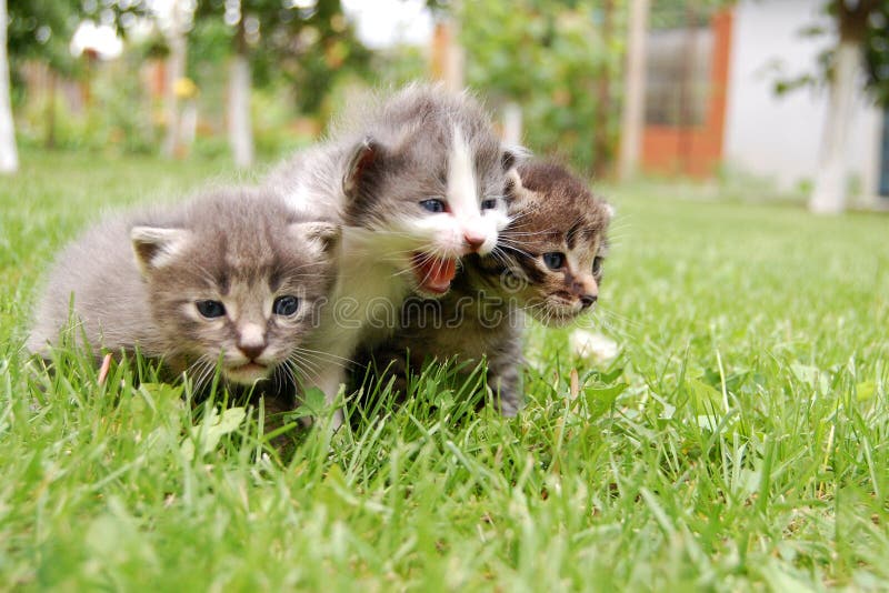 THREE LITTLE KITTIES