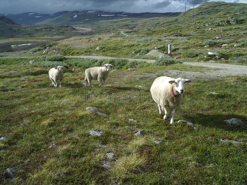 Three Little Lost Sheeps