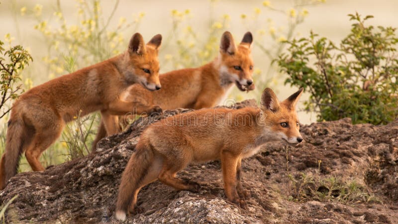 Three little red foxes. Vulpes vulpes stock images