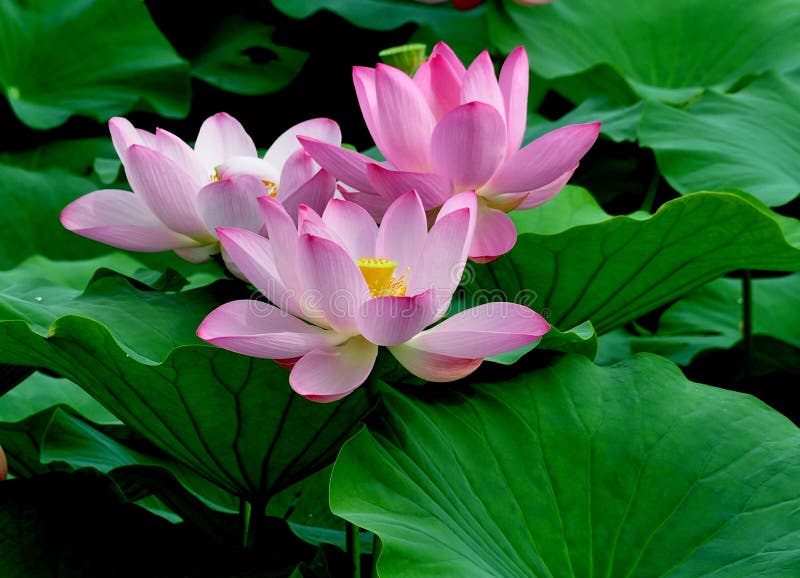 Three pink lotus flowers royalty free stock photos Three pink lotus flowers royalty free stock photos
