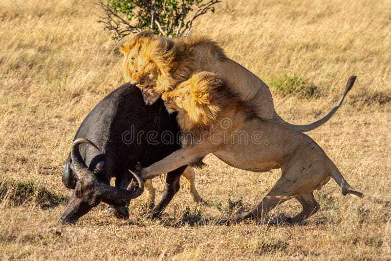 Three Male Lion Attack Buffalo from Behind Stock Photo - Image of outside, african: 180085008 Three Male Lion Attack Buffalo from Behind Stock Photo - Image of outside, african: 180085008