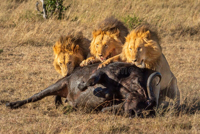 Three male lion eating Cape buffalo carcase