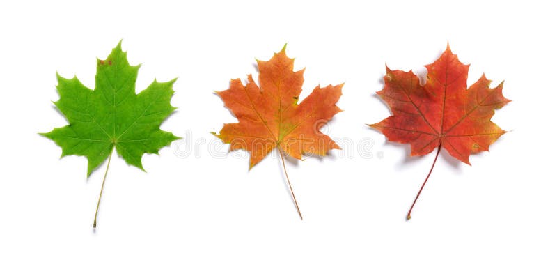 Set of three maple autumn leaves isolated on white background with light shadow. Set of three maple autumn leaves isolated on white background with light shadow