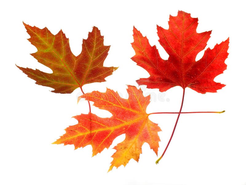 Three Maple Leaves on White Stock Photo Image of love, veins 255328