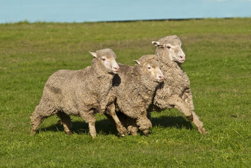 Three Merino Sheep Running in Formation Stock Image Image of