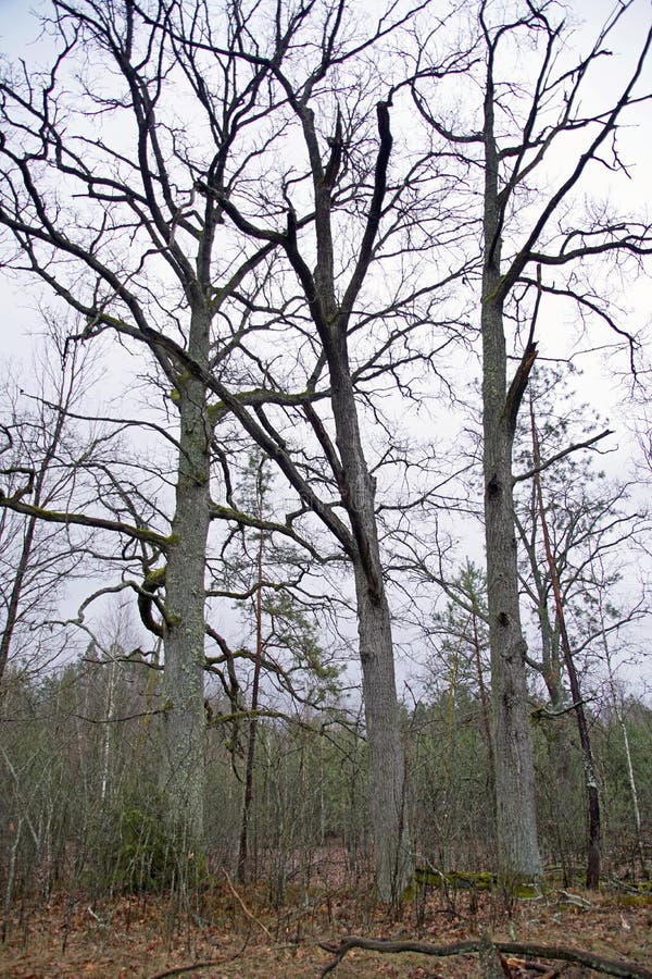 Three mighty oaks in the forest. Tall plants. Branches are covered with moss against a cloudy sky. Early spring. stock photos Three mighty oaks in the forest. Tall plants. Branches are covered with moss against a cloudy sky. Early spring. stock photos