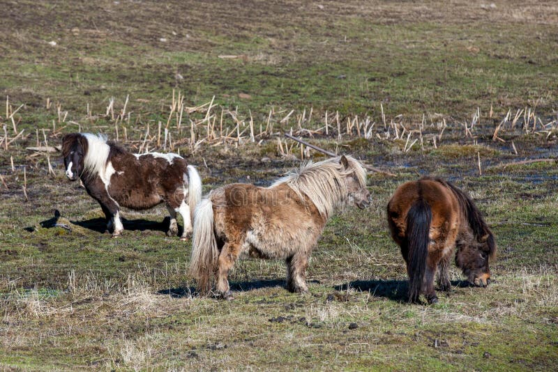 Three miniature horses in the field.