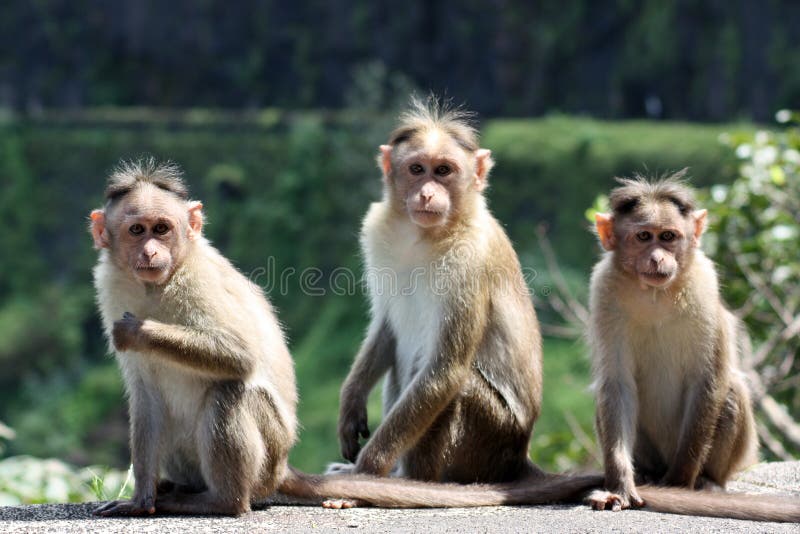 3.000+ melhores imagens de Macaco · Download 100% grátis · Fotos