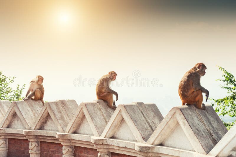 303 Three Funny Monkeys Stock Photos - Free & Royalty-Free Stock Photos  from Dreamstime