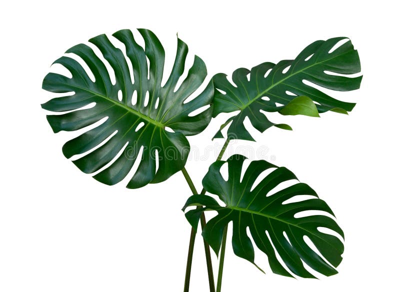 Three Monstera plant leaves, the tropical evergreen vine isolated on white background, path