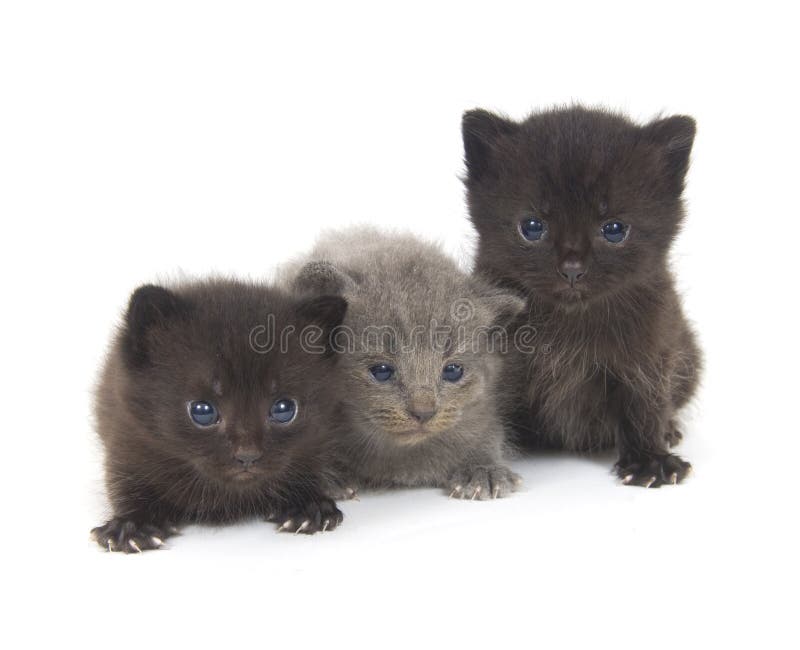 Three newborn kittens on white