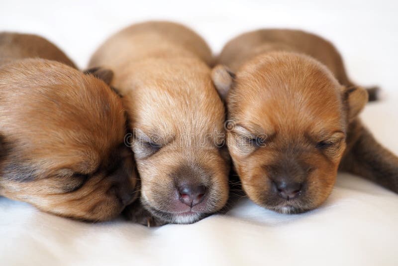 Three Newly Born Baby Puppies Stock Photo Image of funny, cute 77262972