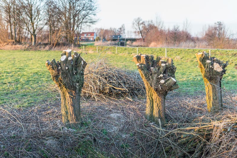 Small row of recently pollarded willows in a rural landscape illuminated by the late afternoon sun in wintertime. Small row of recently pollarded willows in a rural landscape illuminated by the late afternoon sun in wintertime.