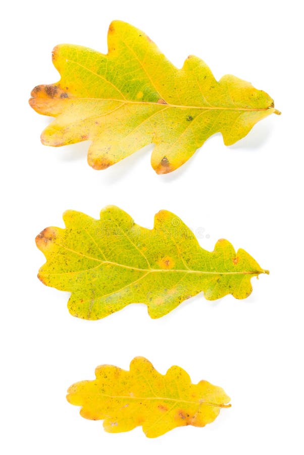 Three oak leaves