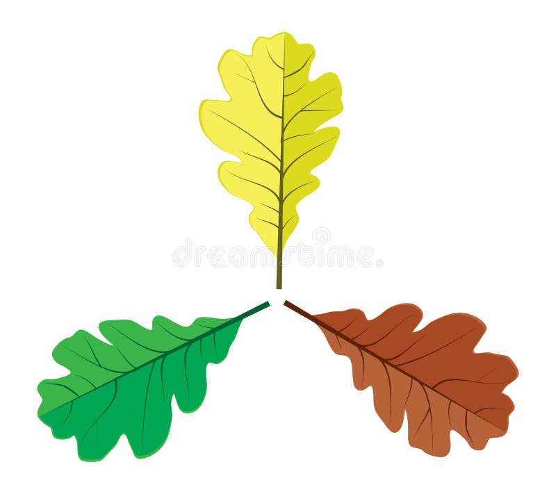 Three oak leaves