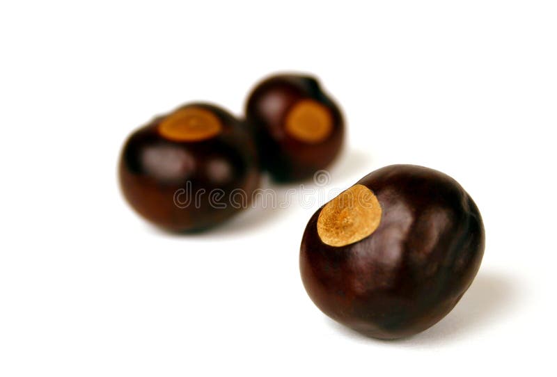 Buckeye nuts from the official tree of Ohio. Buckeye nuts from the official tree of Ohio