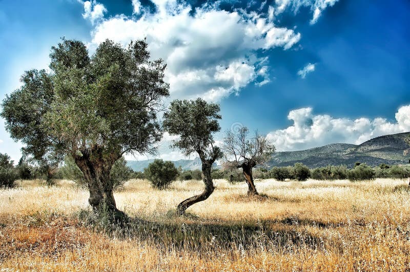 Three Olive Martini stock image. Image of shaken, vodka 392993