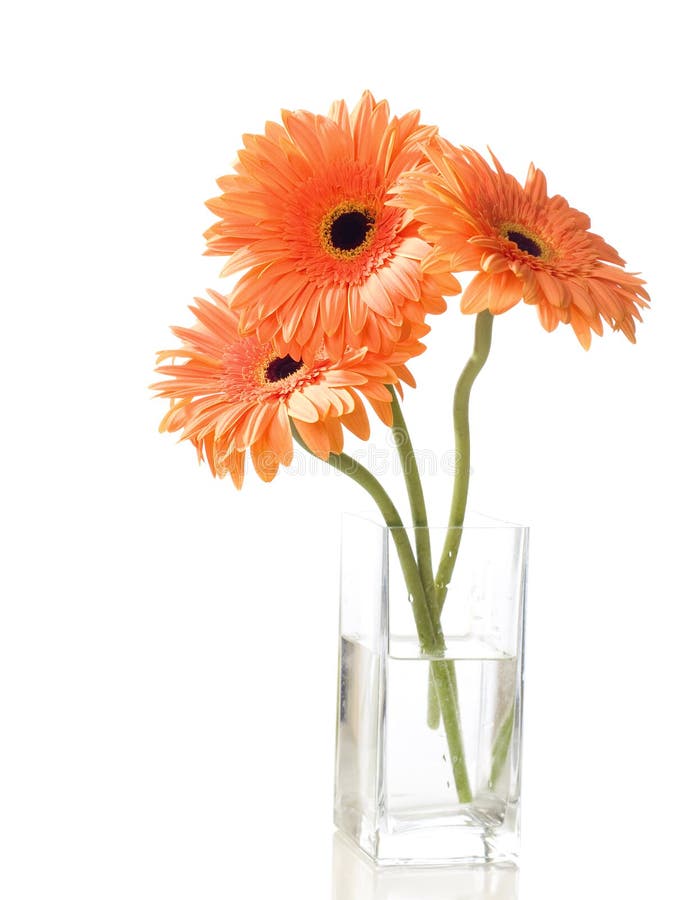 Three orange gerberas stock photos Three orange gerberas stock photos