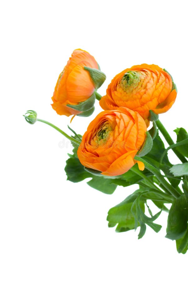 Orange ranunculus bouquet stock photo. Image of flowers - 30991868