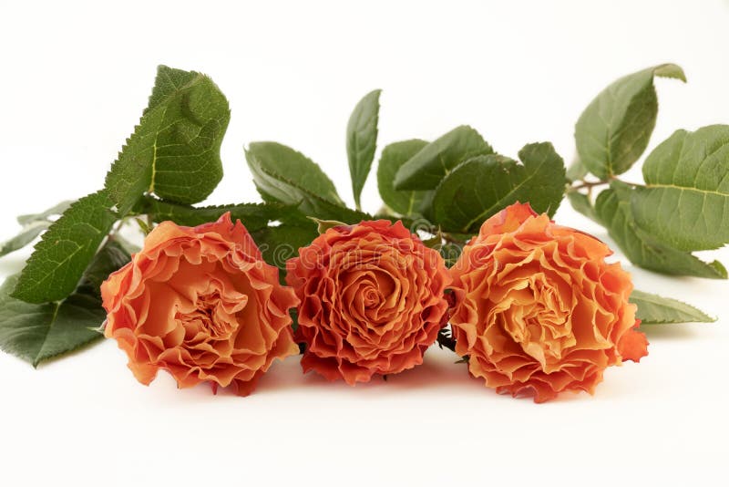 Three orange roses