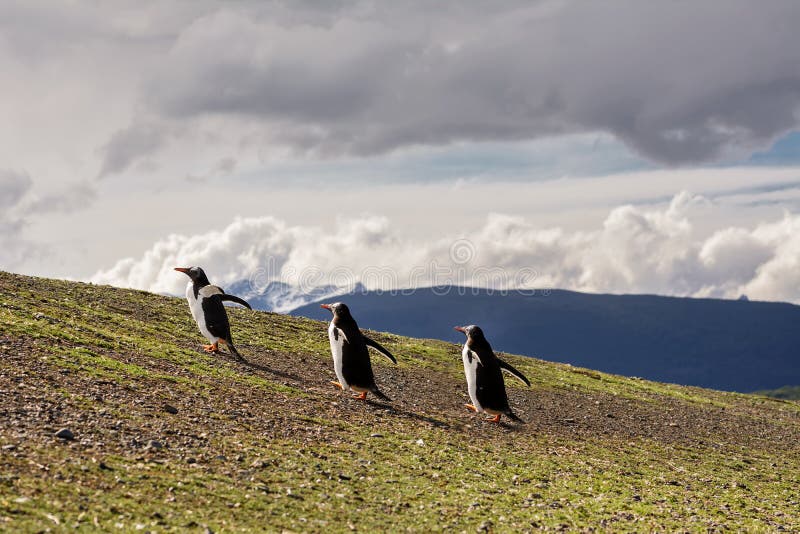 Three Papua penguins walking on hill