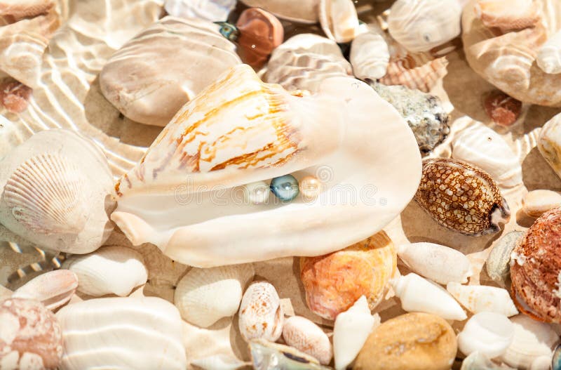 Three Pearls in Big Seashell Underwater Stock Photo Image of marine