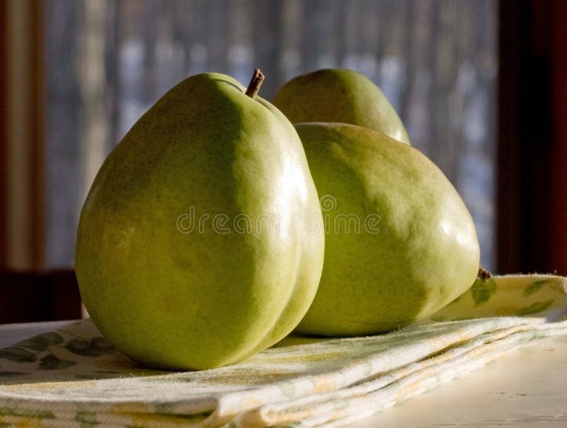 Three Pears Hanging from a Pear Fruit Tree Branch Stock Image Image