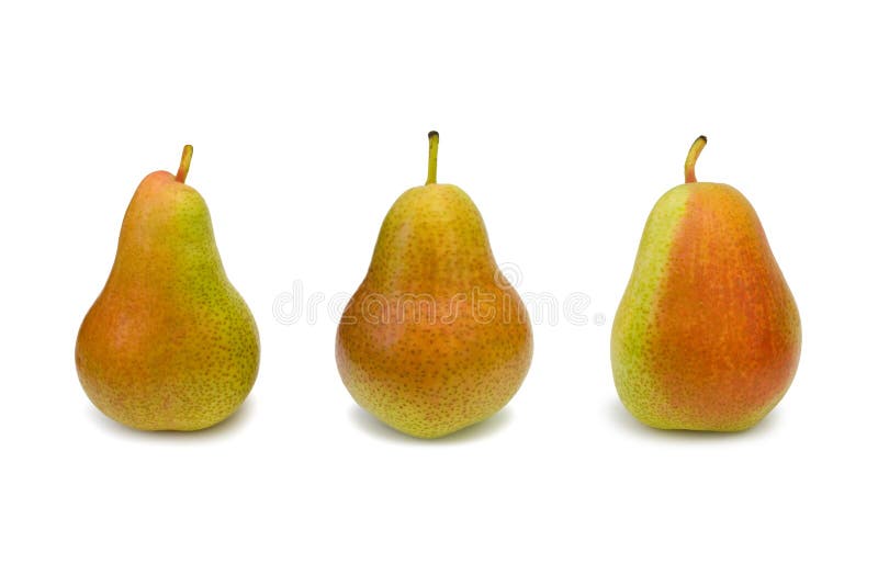 Three Pears Hanging from a Pear Fruit Tree Branch Stock Image Image of sunlit, organic 221679211