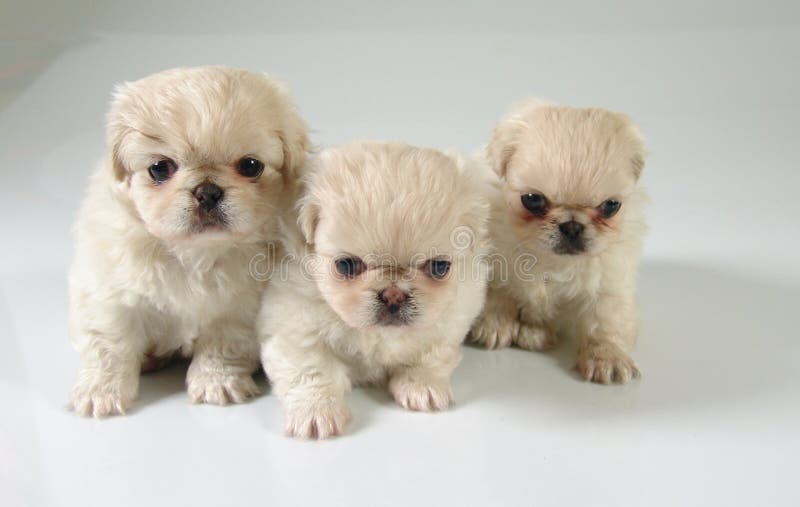 Three pekinese puppies stock photography