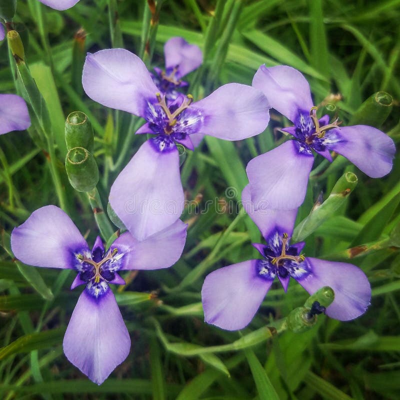 Three Petal White Flowers of Arrowhead Stock Photo Image of floral
