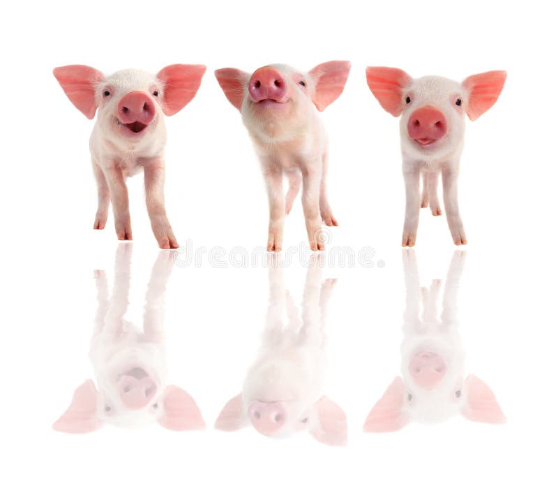 Three pig