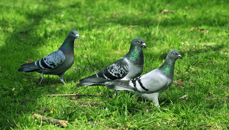 Three pigeon royalty free stock photos