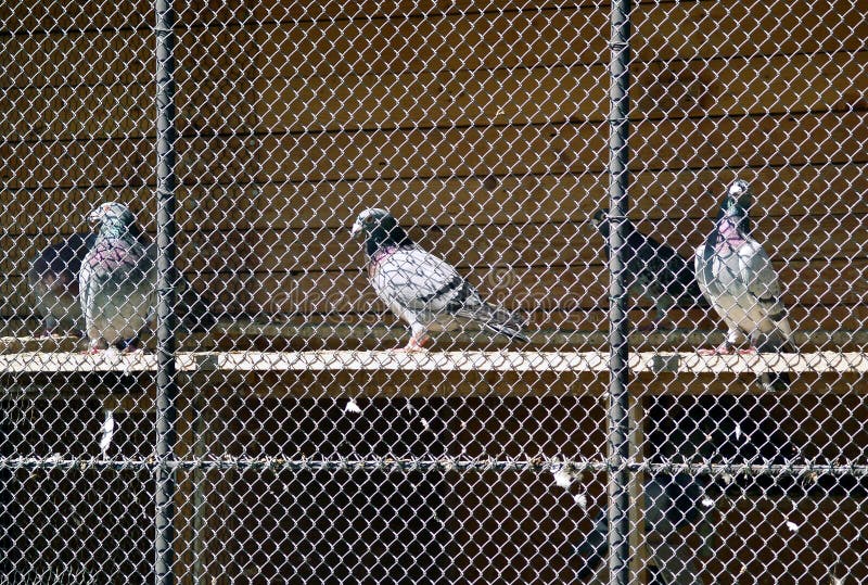 Three pigeons behind netting. Perpendicular view of three pigeons calmly sitting in captivity behind netting royalty free stock photo Three pigeons behind netting. Perpendicular view of three pigeons calmly sitting in captivity behind netting royalty free stock photo